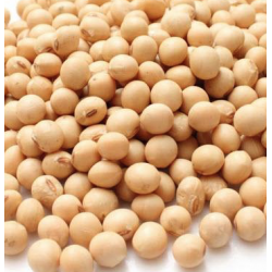 Bio Sojabohnen IT 5kg