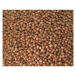 Grüne Bio-Linsen 5kg IT