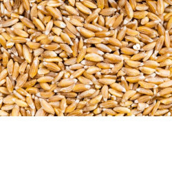 Farro Alto Adige bio 5kg