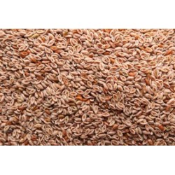 Bio Flohsamen 500g